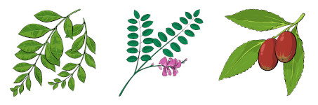 ajuverdske_rostliny_emblica