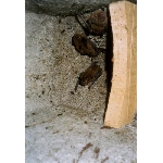 Ptačí budka 2GR otvor ovál 3 x 45 mm s ochranou proti kočkám