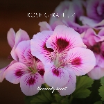 Friendly Soap přírodní mýdlo pelargonie