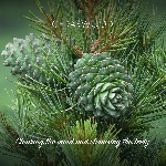 Friendly Soap přírodní mýdlo cedrové dřevo 7ks zero waste balení