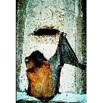 Budka pro netopýry 2F univerzální