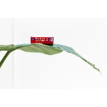 XO Kondom z přírodního latexu Ultra thin 12 ks