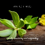 Friendly Soap přírodní mýdlo ylang ylang 7ks zero waste balení