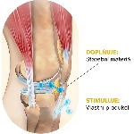 Ovonex Collagen Joints instant lemon powder Kolagen na Klouby 140 g